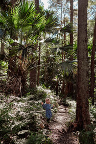 forest-path