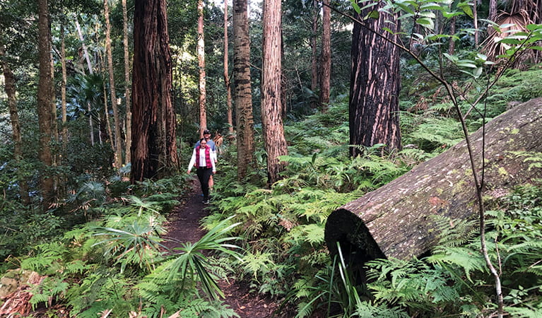 forest path walking trail