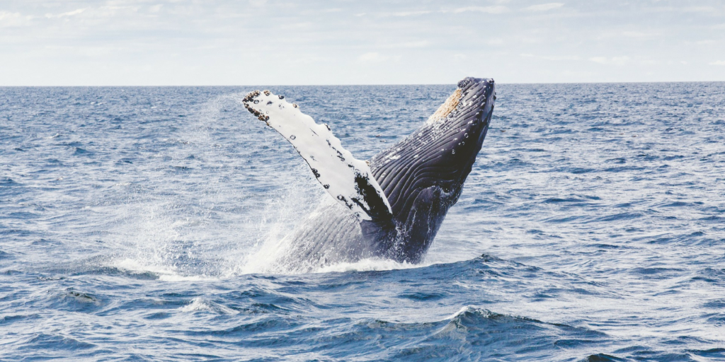 whale-watching-in-the-shire-whale-breaching