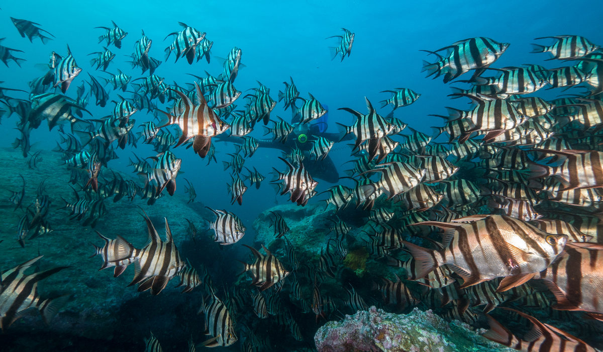 scuba diving underwater image