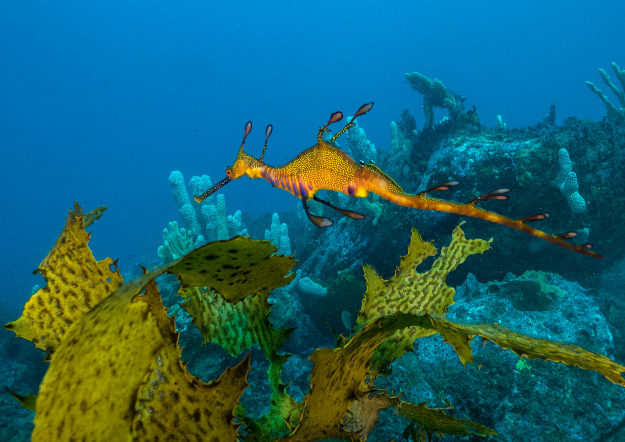 Scuba Diving Weedy Sea Dragon Kurnell, Sutherland Shire