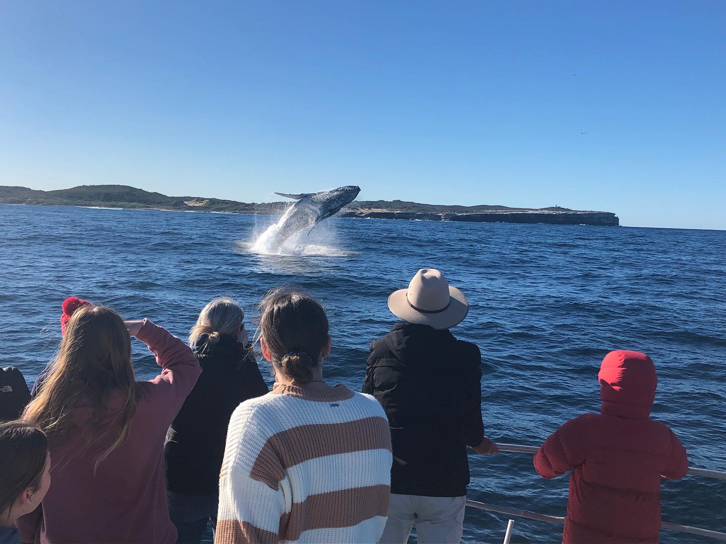 cronulla-whale-watching-image