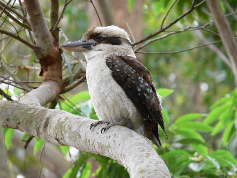 Kookaburra