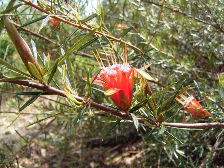 Lambertia formosa or mountain devil