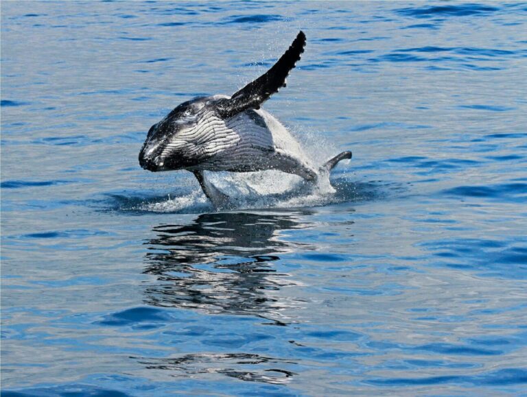 Whale watching tours Cronulla