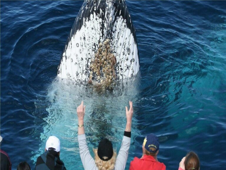 Whale watching trips Cronulla