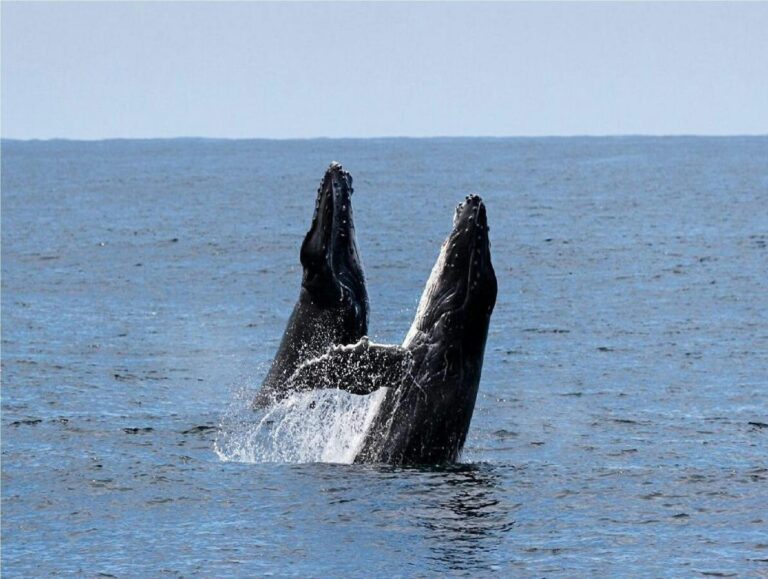 Whale watching cruise Cronulla