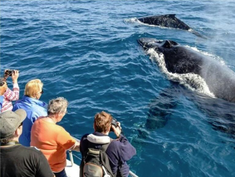 Whale Watching Cronulla