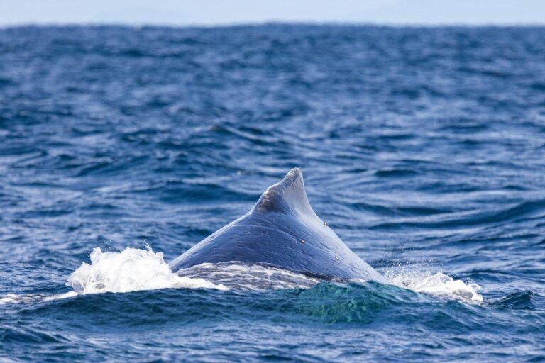 Whales off Cronulla NSW