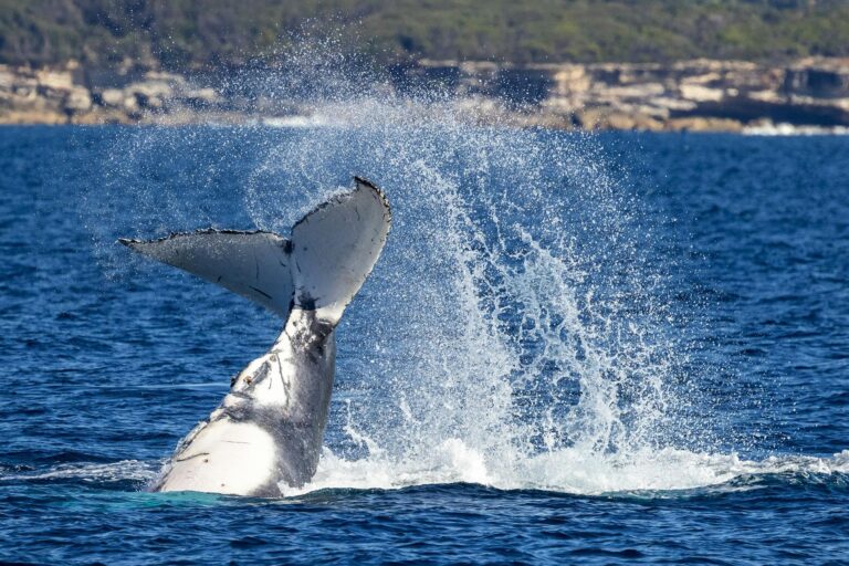 Whales playing off Cronulla NSW