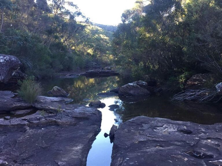 Rock platform with water channel and freshwater pool, set against bushland at Battery Causeway