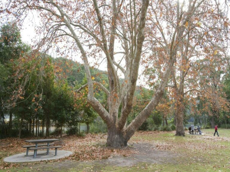 A picnic table under a large tree at Ironbark Flat picnic area in Royal National Park. Photo: Nick