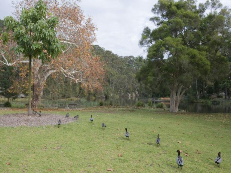 A row of ducks at Ironbark Flat picnic area in Royal National Park. Photo: Nick Cubbin © OEH