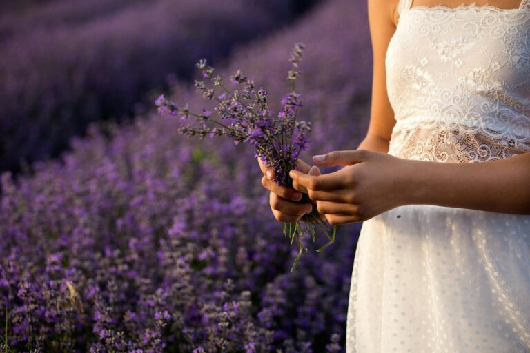 Lavender Farm NSW