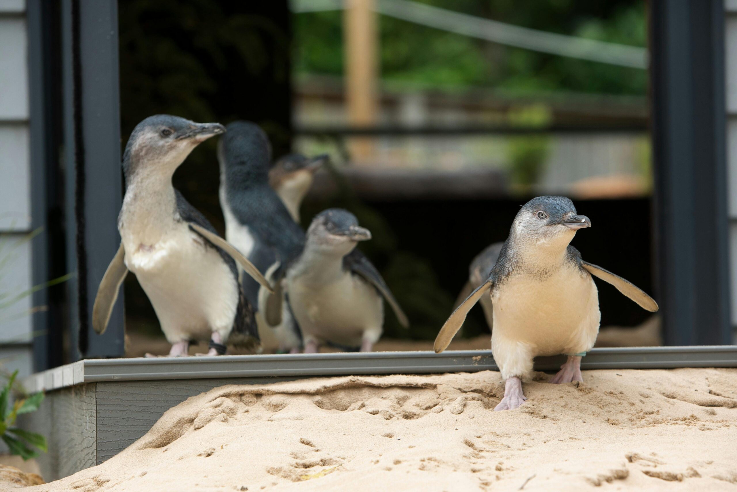 Meet our little penguin family and watch them swim in the underwater viewing area