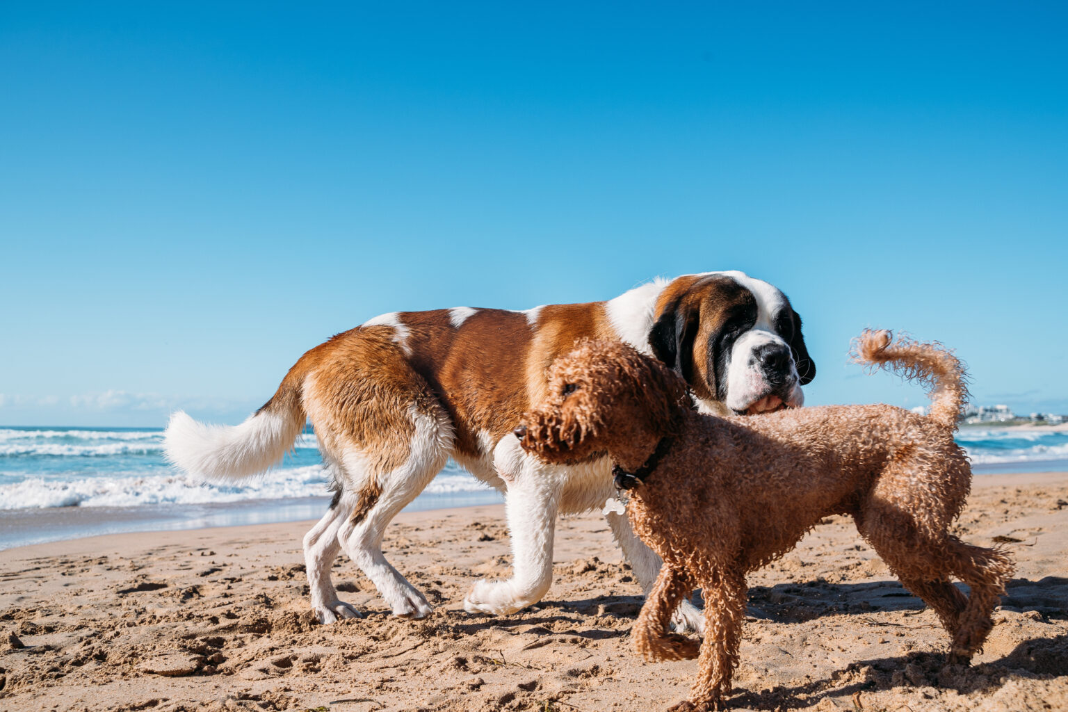 Six Dog Friendly Activities in the Sutherland Shire Visit Sutherland