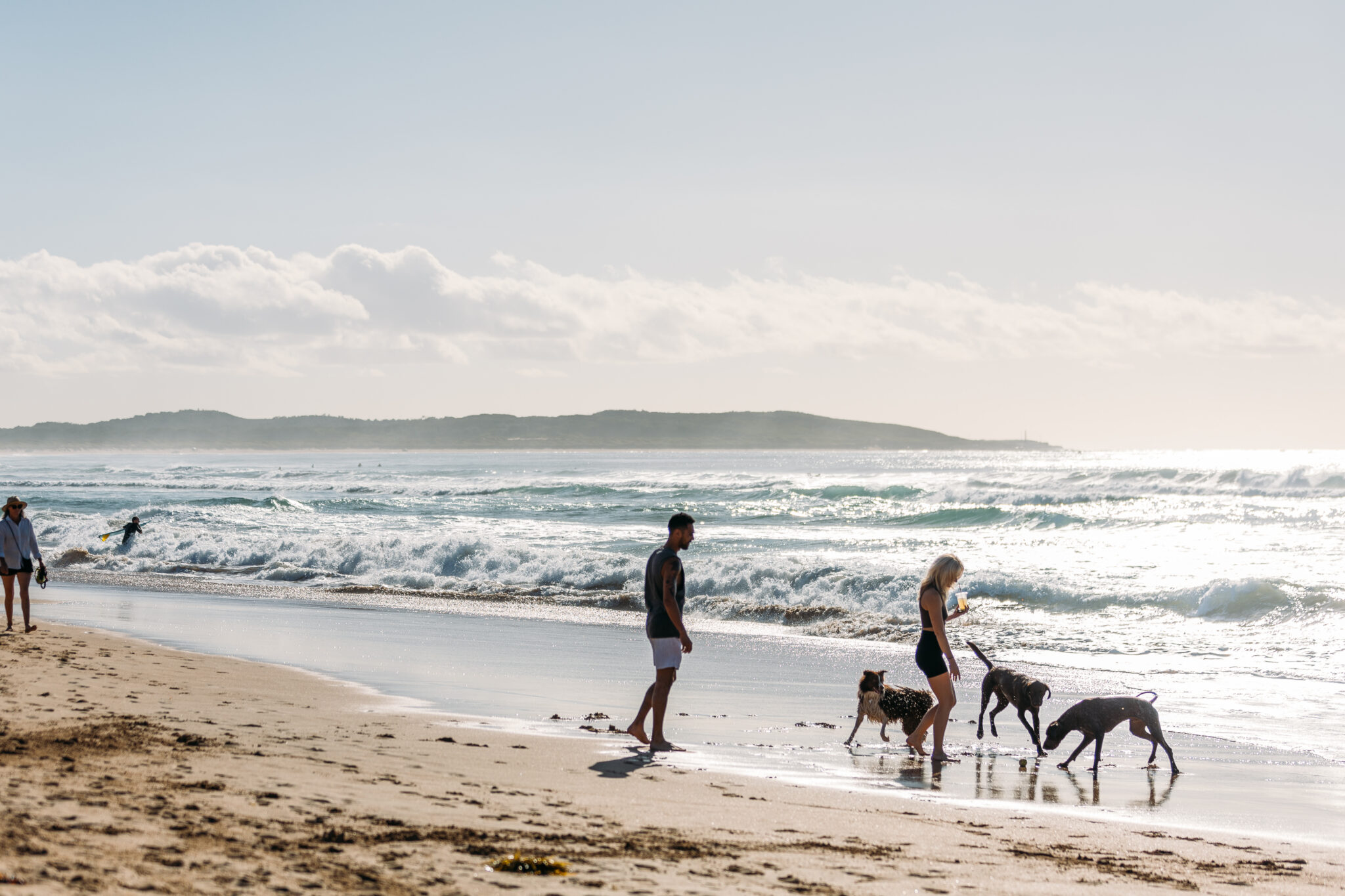 Six Dog Friendly Activities in the Sutherland Shire Visit Sutherland