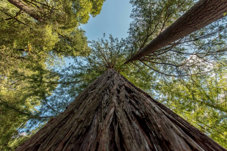Marvel at the tree