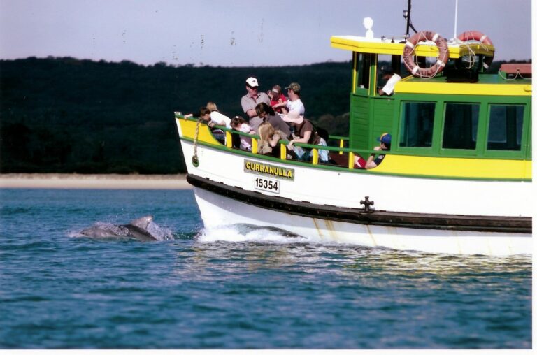 Dolphins having fun