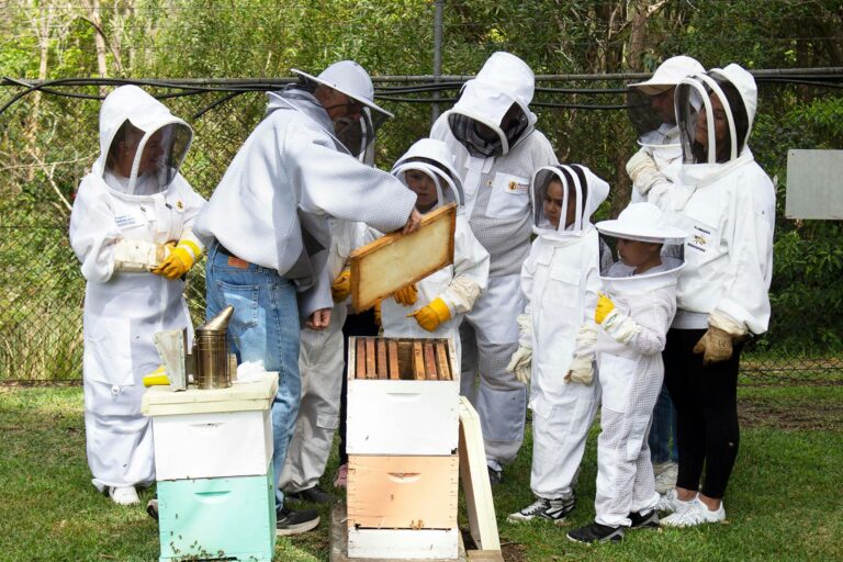 Visitors Inspecting the Hives