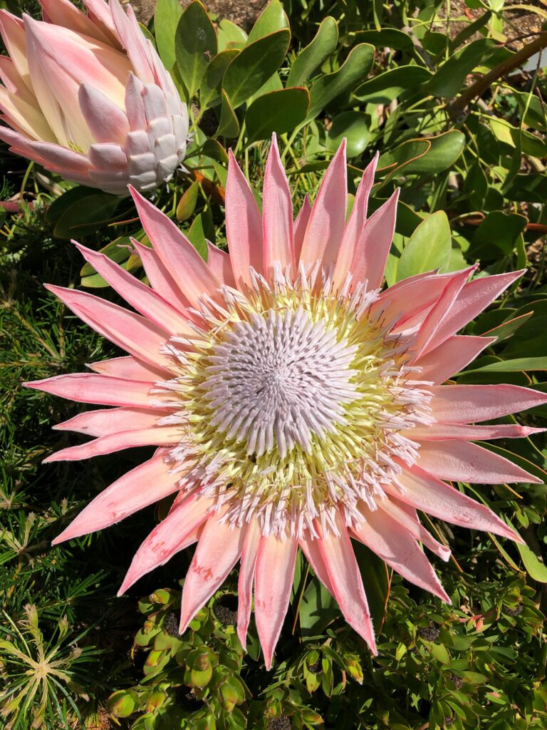 Native protea