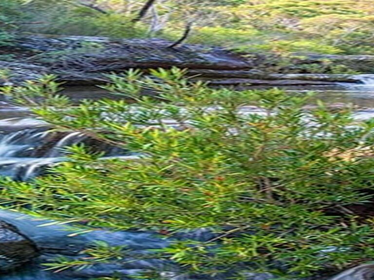 Kingfisher Pool picnic area, Heahtcote National Park. Photo: Nick Cubbin © OEH