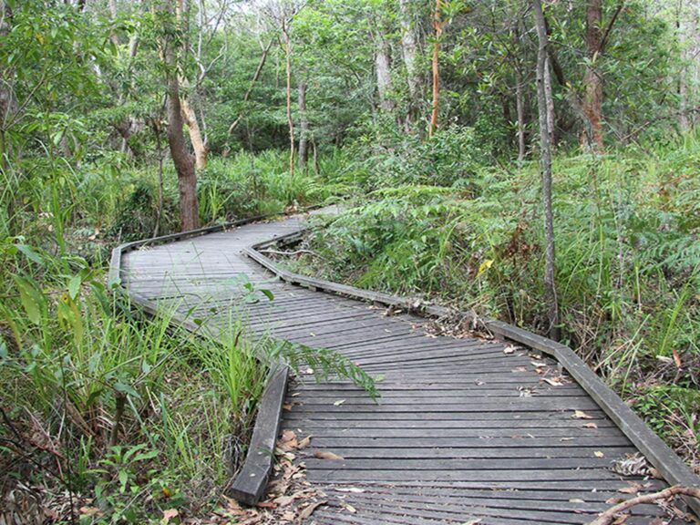Bracken fern, pittosporum and and grasses surround a flat, timber walkway along Banks-Solander track