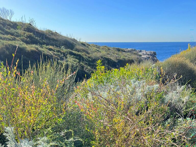 View of the ocean from Cape Baily Coast Walk
