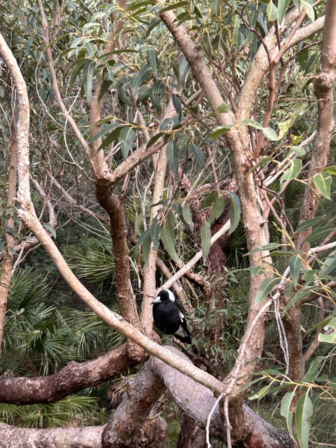 Magpie-bon-26.jpg