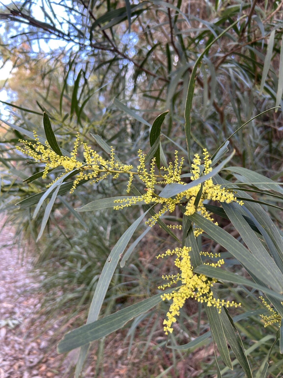 wattle.jpg