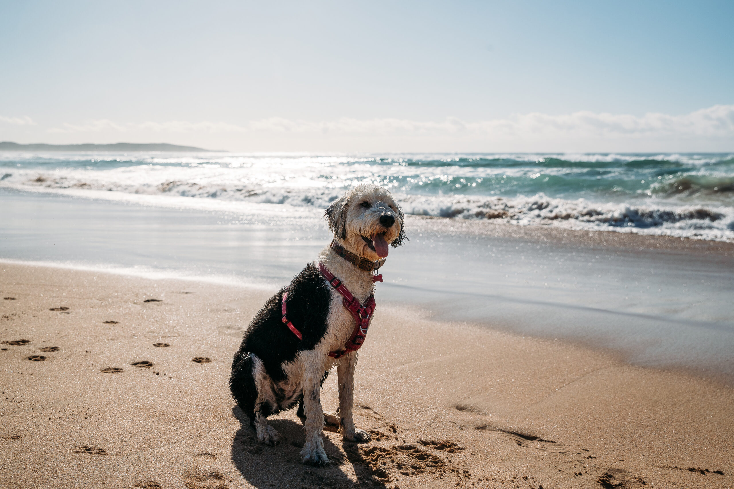 Dog on Greenhills Beach, Cronulla
