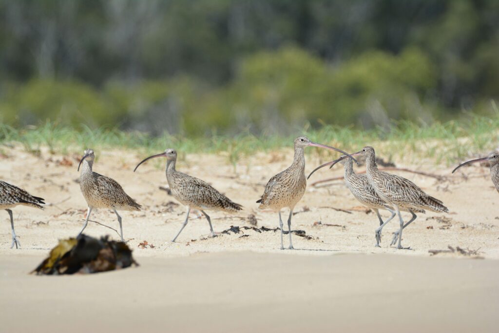 Picture of Far Eastern Curlews